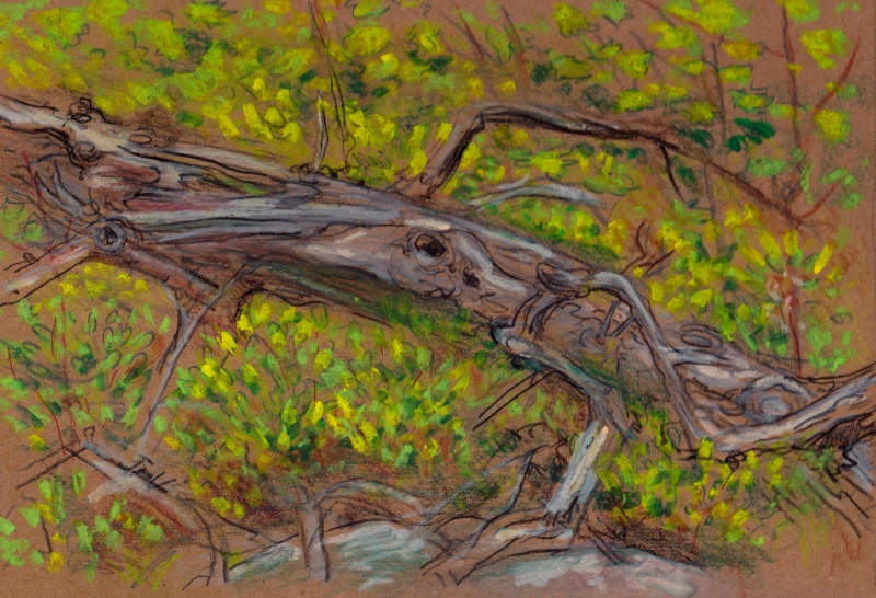 Larry Johnson artist, landscape drawing, stony brook reservation, colored pencil