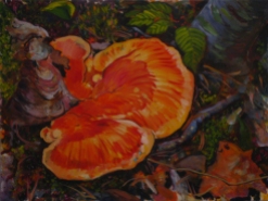 big orange fungus